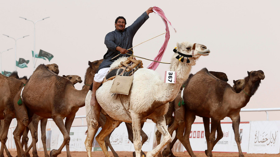 Uproar at Saudi Arabian camel beauty contest as contestants caught using Botox